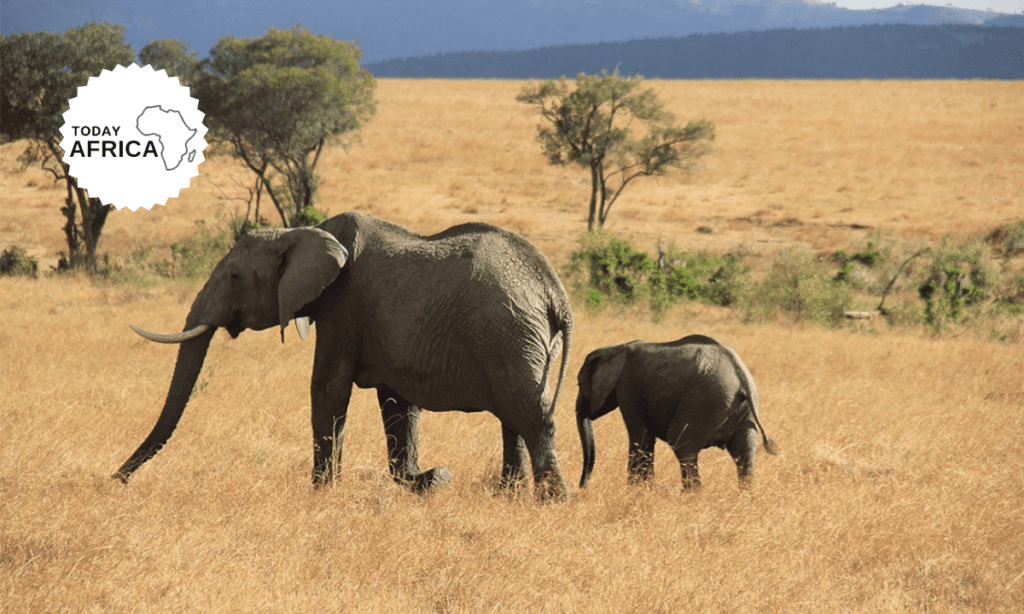 What to Pack for a Safari in Kenya