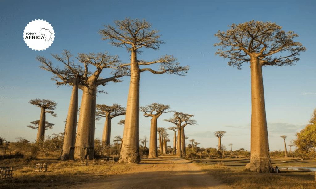 Top 17 Things to Do in Madagascar This Year