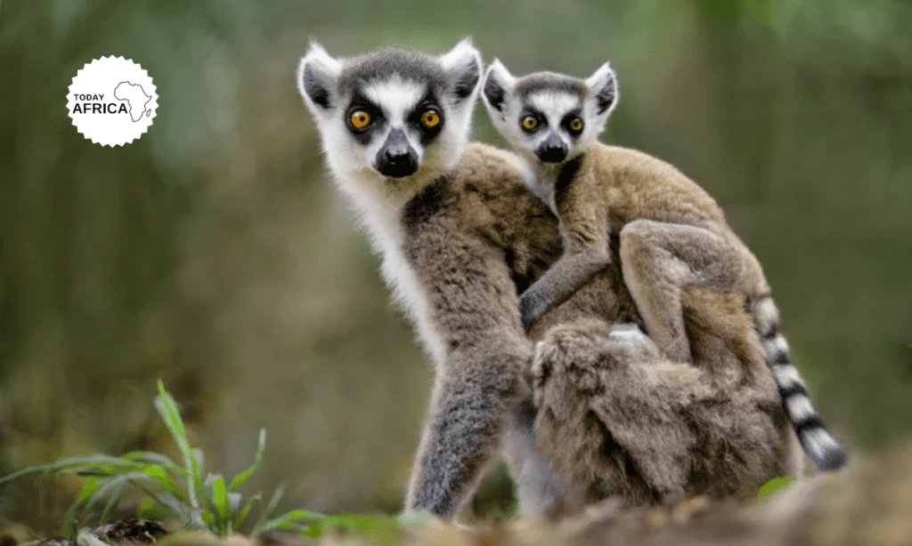 Top 17 Things to Do in Madagascar This Year