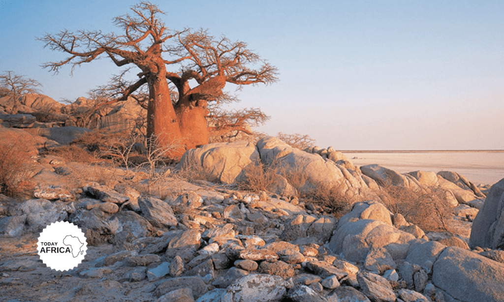 The Traveler's Guide to Makgadikgadi National Park Botswana