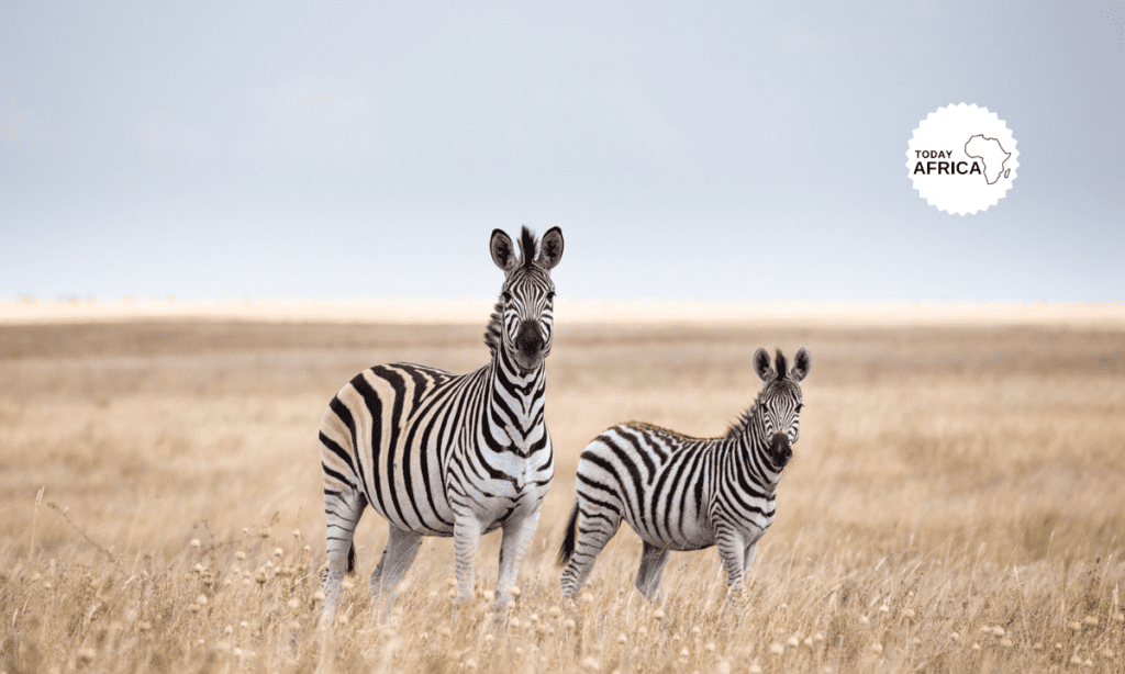 The Traveler's Guide to Makgadikgadi National Park Botswana