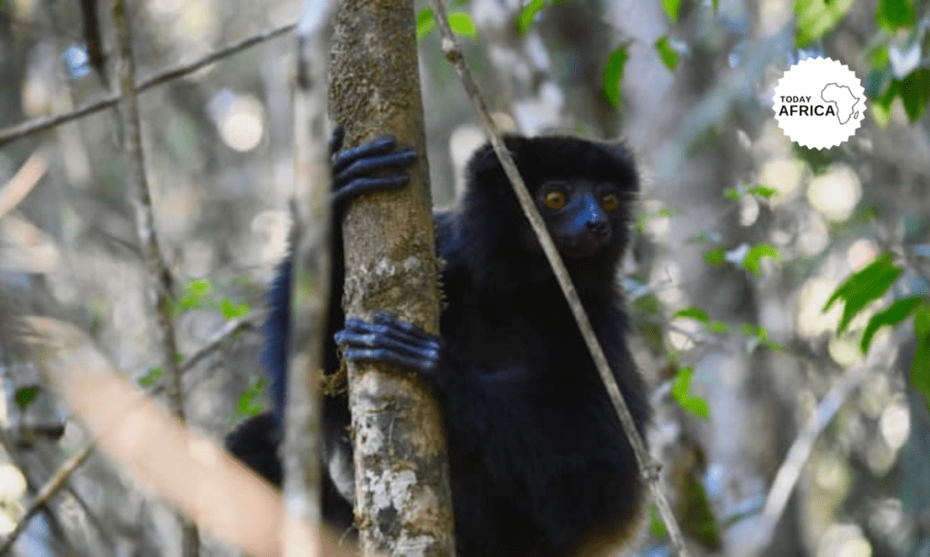 Top 17 Things to Do in Madagascar This Year