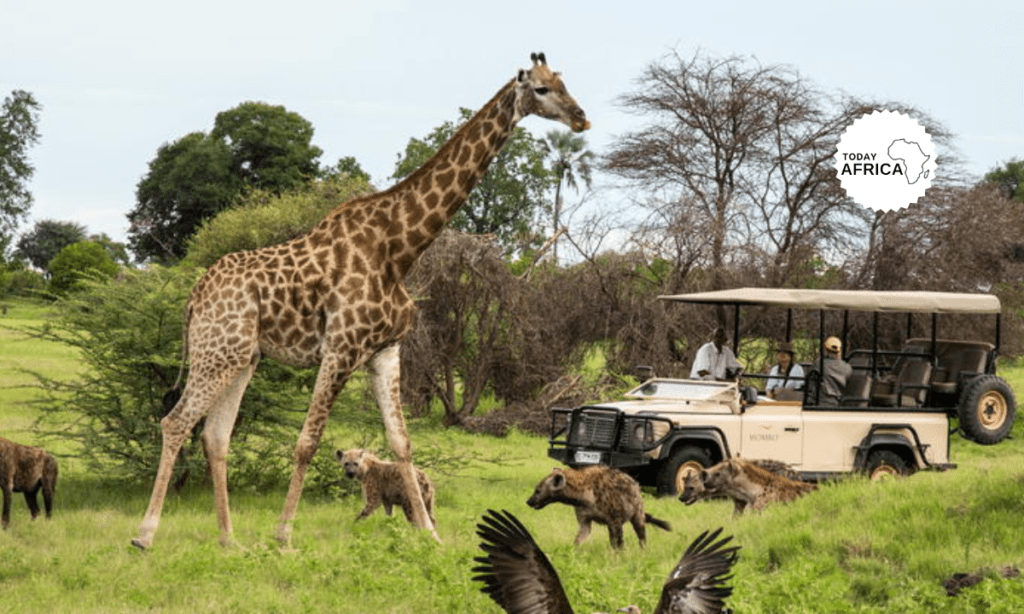 Moremi National Park Botswana: Safari Paradise in Africa