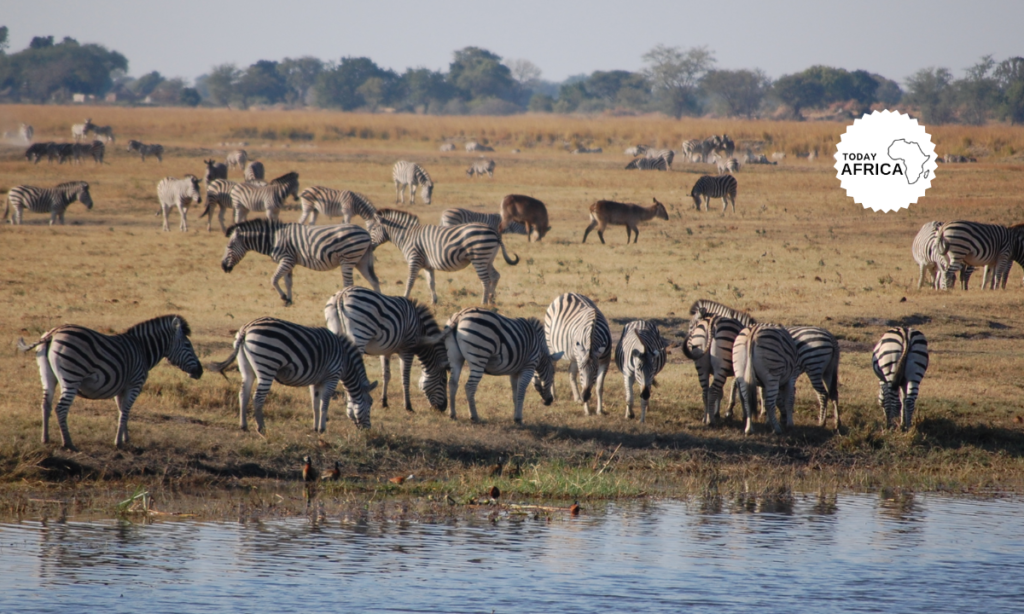 Things to do in Chobe National Park Botswana This Year