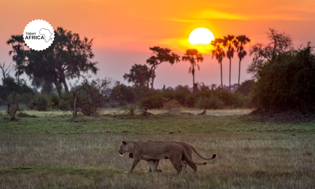 Moremi National Park Botswana: Safari Paradise in Africa