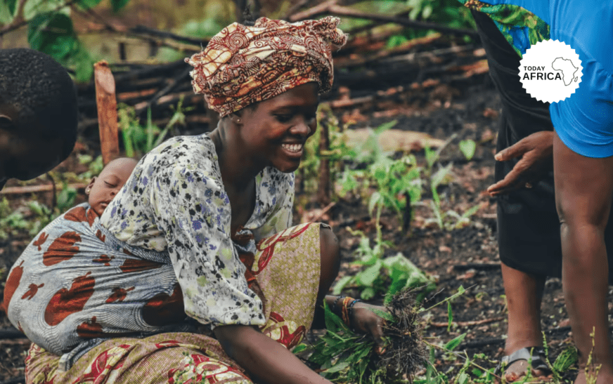 ThriveAgric Partners with Acorn Rabobank to Provide Carbon Credit Access to Smallholder Farmers