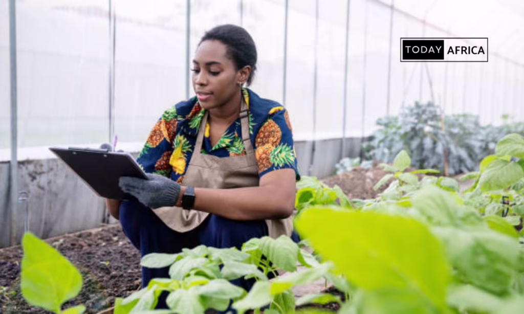 Top 100 Business Ideas in Angola This Year