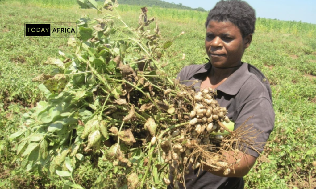 9 Most Profitable Crops in Africa That Farmers Are Ignoring, and It’s Costing Them Big