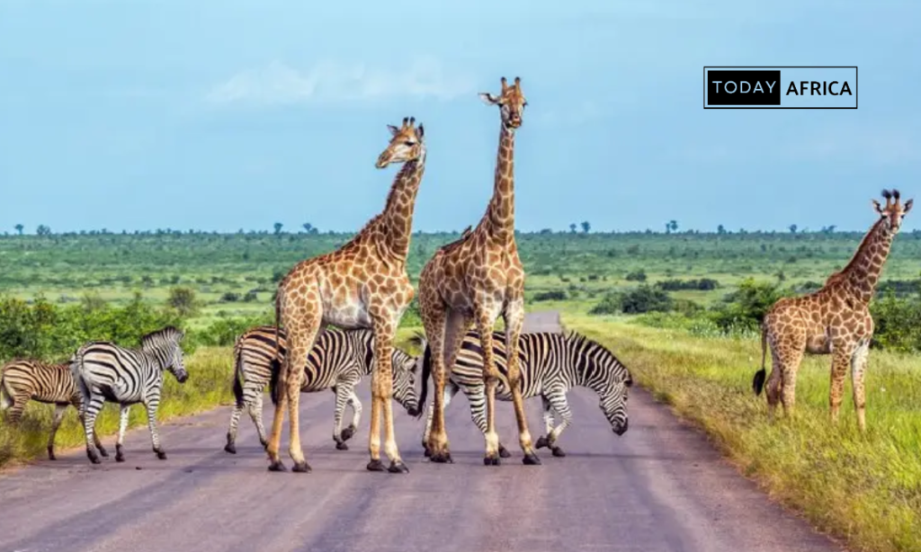 Best time to visit South Africa for safari: Essential 12-month guide